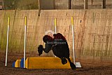 wedstrijd agility friends zaterdag