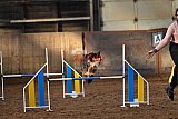 wedstrijd agility friends zaterdag