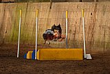 wedstrijd agility friends zaterdag