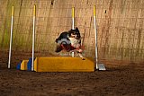 wedstrijd agility friends zaterdag