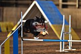 wedstrijd agility friends zaterdag
