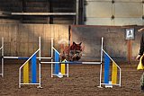 wedstrijd agility friends zaterdag