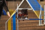 wedstrijd agility friends zaterdag