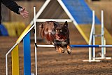 wedstrijd agility friends zaterdag