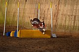 wedstrijd agility friends zaterdag