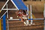 wedstrijd agility friends zaterdag