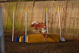 wedstrijd agility friends zaterdag