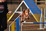 wedstrijd agility friends zaterdag