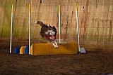 wedstrijd agility friends zaterdag