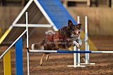 wedstrijd agility friends zaterdag