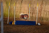 wedstrijd agility friends zaterdag