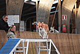 wedstrijd agility friends zaterdag
