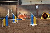 wedstrijd agility friends zaterdag