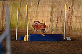 wedstrijd agility friends zaterdag