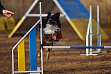 wedstrijd agility friends zaterdag