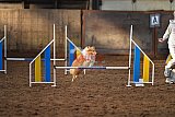 wedstrijd agility friends zaterdag