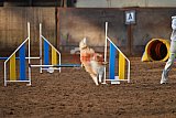 wedstrijd agility friends zaterdag