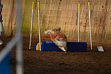 wedstrijd agility friends zaterdag