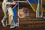 wedstrijd agility friends zaterdag