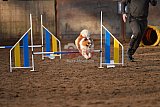 wedstrijd agility friends zaterdag