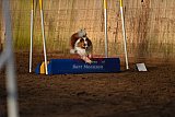 wedstrijd agility friends zaterdag
