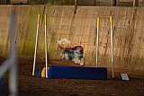 wedstrijd agility friends zaterdag