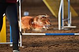 wedstrijd agility friends zaterdag