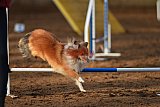 wedstrijd agility friends zaterdag