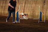 wedstrijd agility friends zaterdag