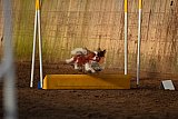 wedstrijd agility friends zaterdag