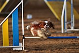 wedstrijd agility friends zaterdag