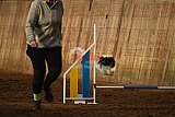 wedstrijd agility friends zaterdag