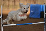 wedstrijd agility friends zaterdag