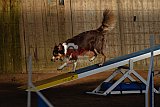 wedstrijd agility friends zaterdag