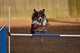 wedstrijd agility friends zaterdag