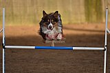 wedstrijd agility friends zaterdag