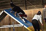 wedstrijd agility friends zaterdag