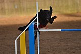 wedstrijd agility friends zaterdag