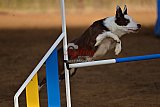 wedstrijd agility friends zaterdag