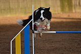 wedstrijd agility friends zaterdag