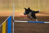 wedstrijd agility friends zaterdag