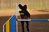 wedstrijd agility friends zaterdag