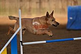 wedstrijd agility friends zaterdag