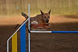 wedstrijd agility friends zaterdag