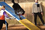 wedstrijd agility friends zaterdag