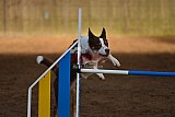 wedstrijd agility friends zaterdag