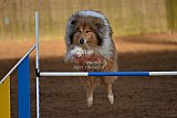 wedstrijd agility friends zaterdag