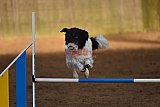 wedstrijd agility friends zaterdag