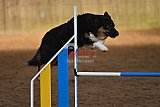 wedstrijd agility friends zaterdag