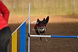 wedstrijd agility friends zaterdag